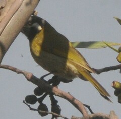 Nesoptilotis leucotis