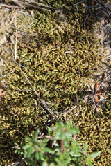 Pseudocrossidium crinitum