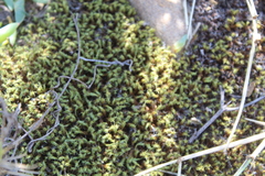 Pseudocrossidium crinitum