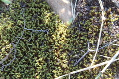 Pseudocrossidium crinitum