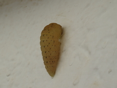 Iphiclides feisthamelii