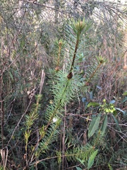 Pultenaea stipularis