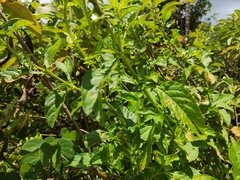 Stachytarpheta mutabilis