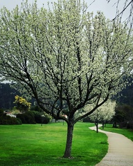 Prunus cerasifera