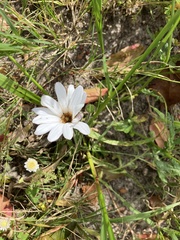Dimorphotheca