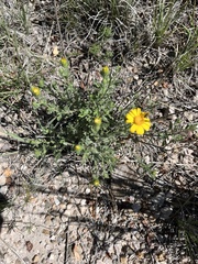 Heterotheca