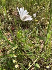 Dimorphotheca