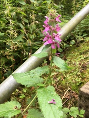 Stachys palustris