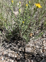 Heterotheca