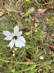 Dimorphotheca