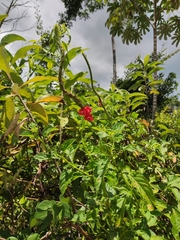 Stachytarpheta mutabilis