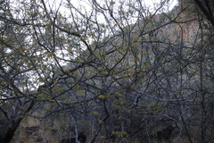 Acacia erubescens image