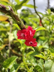 Stachytarpheta mutabilis