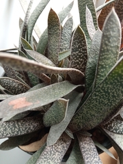 Gasteria