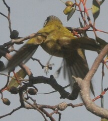 Nesoptilotis leucotis