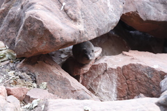 Procavia capensis capensis
