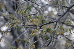 Acacia erubescens image