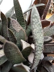 Gasteria