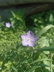 Geranium wlassovianum