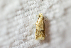 Stathmopoda auriferella