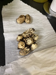 Pantherophis vulpinus