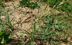 Elymus repens
