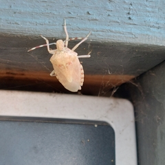 Rhaphigaster nebulosa