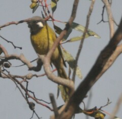 Nesoptilotis leucotis