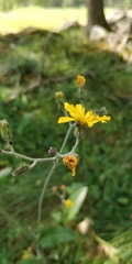 Hieracium lachenalii