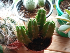 Trichocereeae