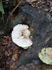Trametes gibbosa
