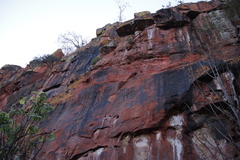 Lecanoromycetes