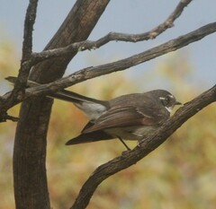 Rhipidura albiscapa