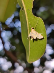 Eoophyla