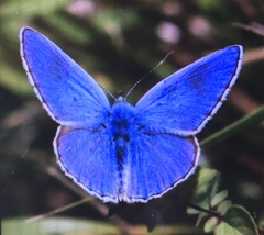 Polyommatus bellargus