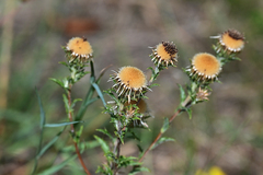 Carlina vulgaris