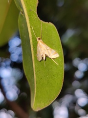 Eoophyla