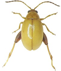 Aphthona nigriscutis