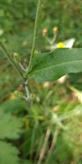 Hieracium lachenalii
