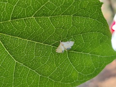 Eoophyla