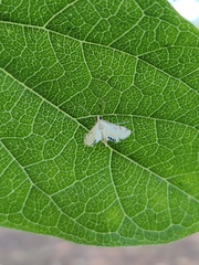 Eoophyla