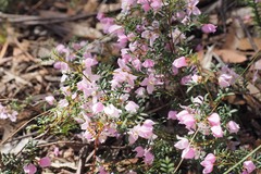 Boronia floribunda