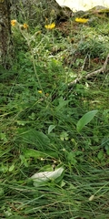 Hieracium lachenalii