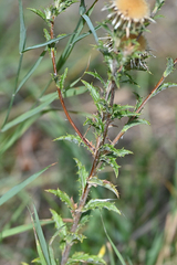 Carlina vulgaris