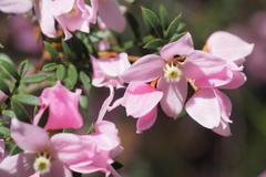 Boronia floribunda