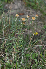Carlina vulgaris