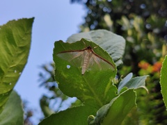 Cydalima laticostalis