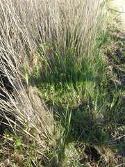 Euphorbia hirsuta