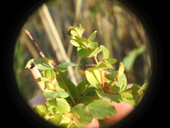 Euphorbia hirsuta