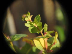 Euphorbia hirsuta
